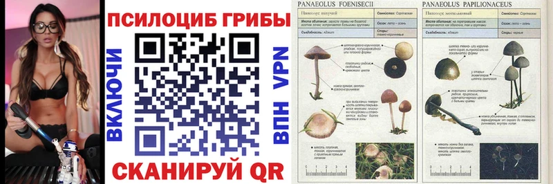 где можно купить наркотик  Волжский  Галлюциногенные грибы GOLDEN TEACHER 